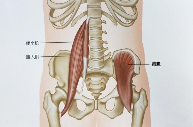 腰肌在什么位置示意图图片