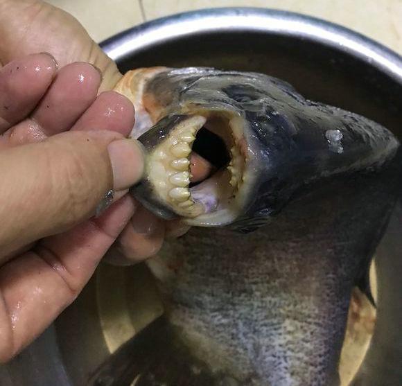 珠江入水口,洪水冲来大量"食人鲳",牙齿尖锐,三五斤一条