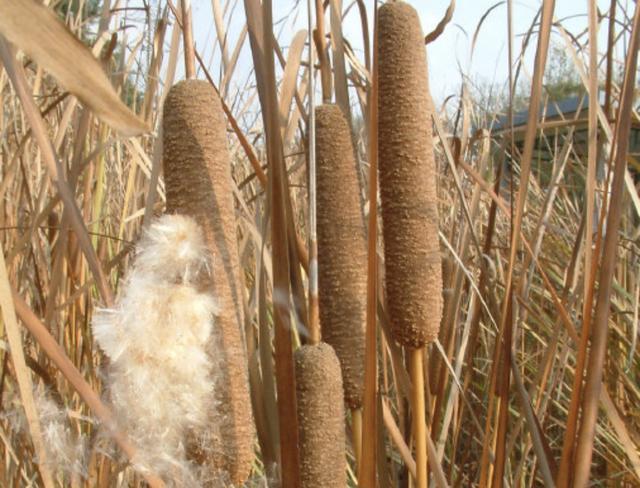 儿时在水田采摘"1种草",人称"蒲棒草",如今用处多,价值高_腾讯新闻