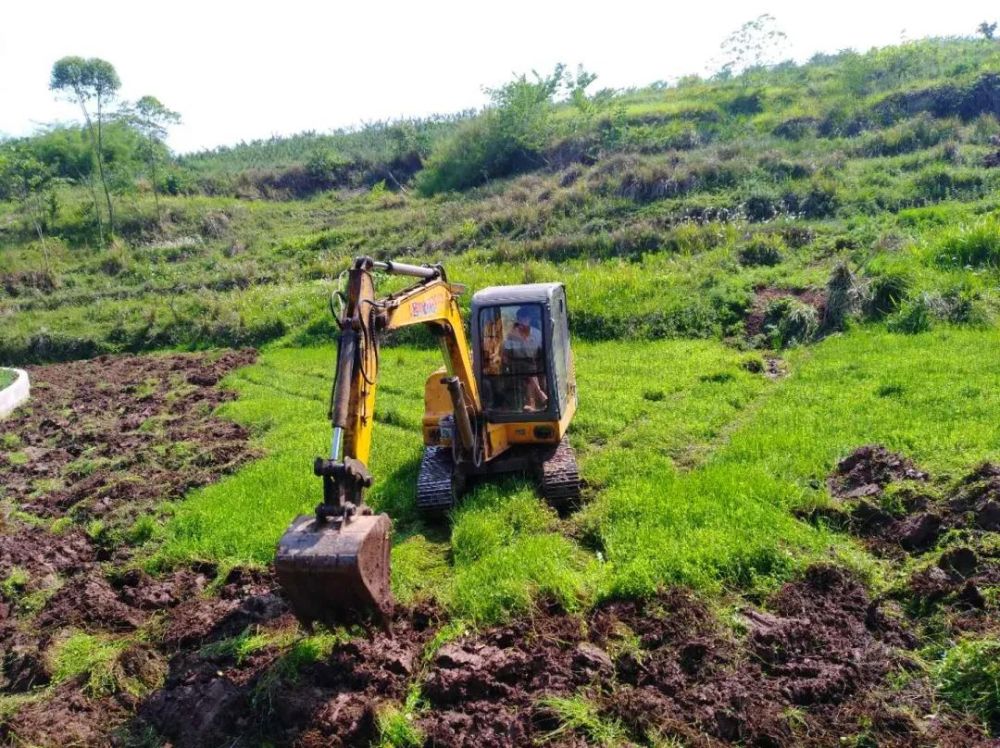 双凤镇三步走整治耕地撂荒780余亩荒地变沃土