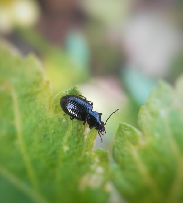 奇葩动物1: 一种不太常见的甲虫,又叫射炮步甲;可以分泌出化学物质,在