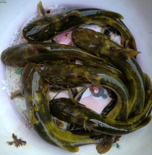 注意这几个细节昂刺鱼手到擒来钓友都说好