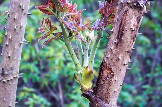 老百姓叫它刺嫩芽或者刺老芽,是生长在树上的美味,所以也叫它辽东楤木