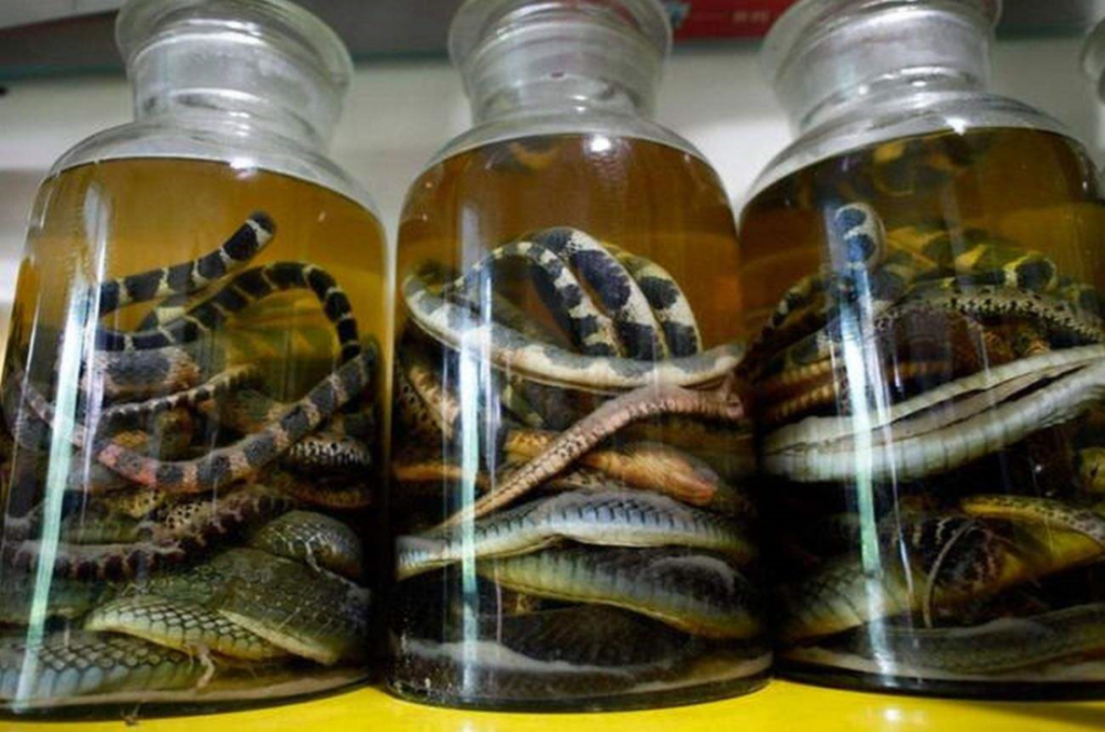 泡药酒治病,典型的反智行为