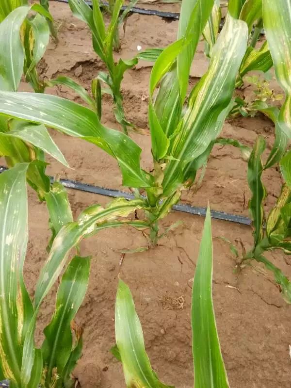 现阶段玉米上发生较快,危害较重的病害,主要有大斑病,茎基腐病和顶腐