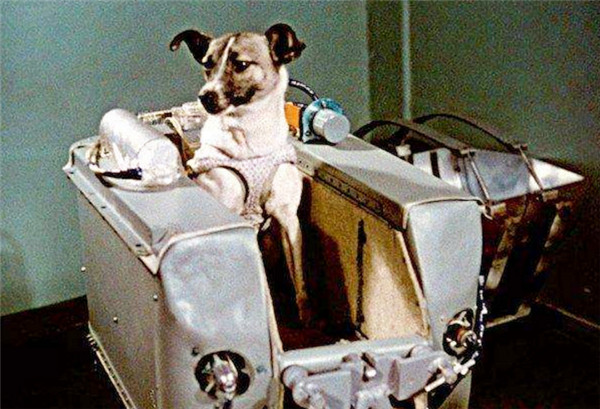 63年前苏联将流浪狗莱卡送入太空后来它怎样了
