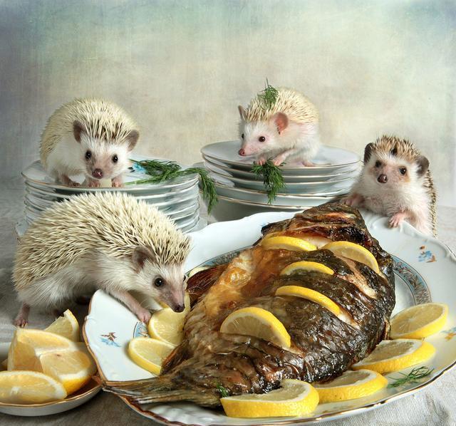 12张刺猬乱入厨房的精彩瞬间把胡萝卜削成了哑铃还用来健身