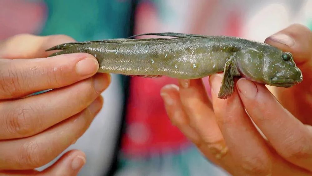 (用鱼笼抓获跳跳鱼) 别看这些跳跳鱼长相呆萌,它们的牙口可是十分厉害
