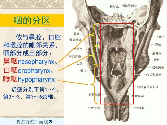 咽喉部解剖最全圖解,值得收藏