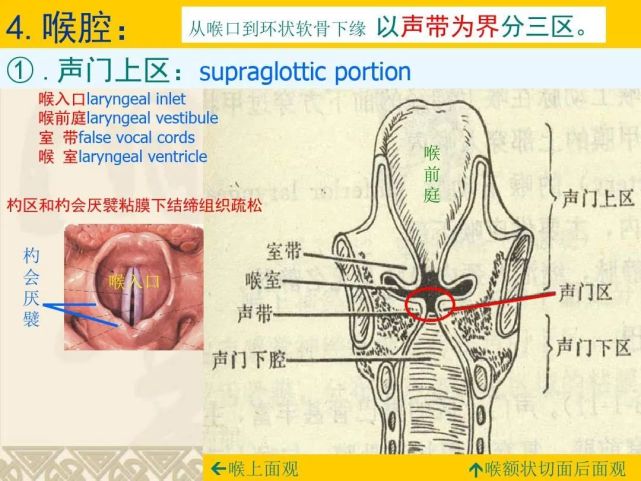 咽喉部解剖最全圖解,值得收藏