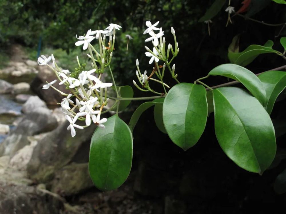 就花朵外形来说,清香藤与宁波另一种同属植物华素馨