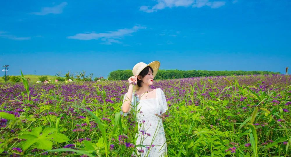 亳州華佗百草園開滿了美麗的格桑花