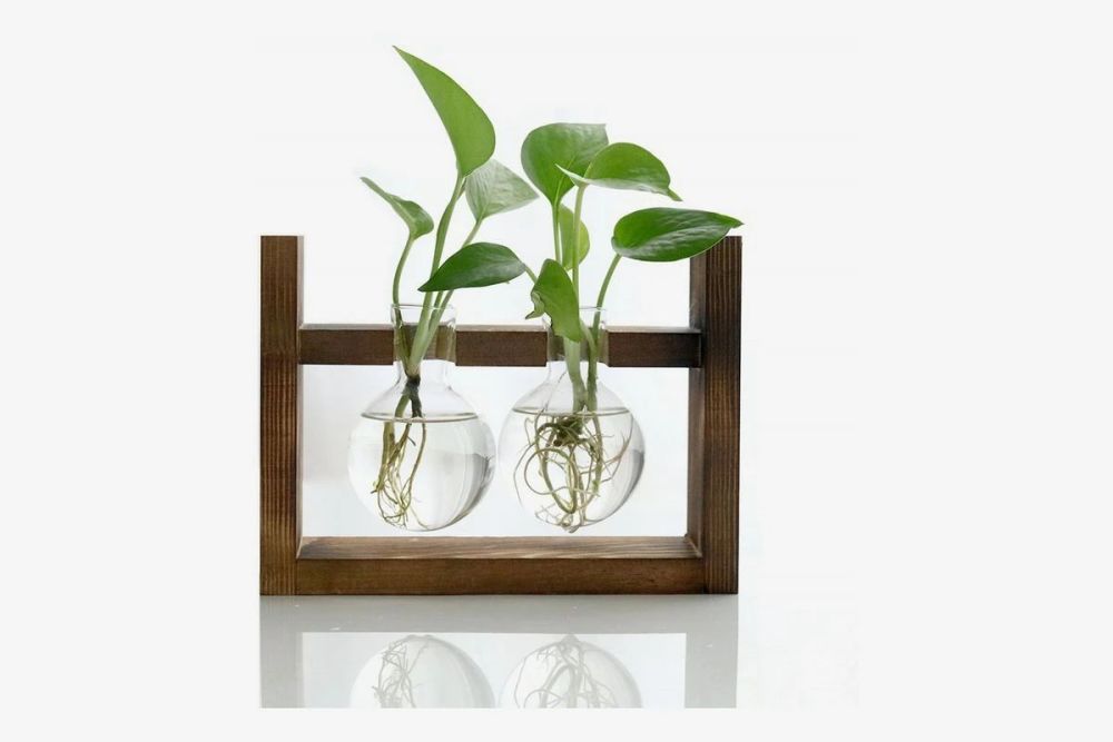 室内小巧的盆栽 拇指大的容器都能栽培 摆桌面上养也没问题 腾讯新闻