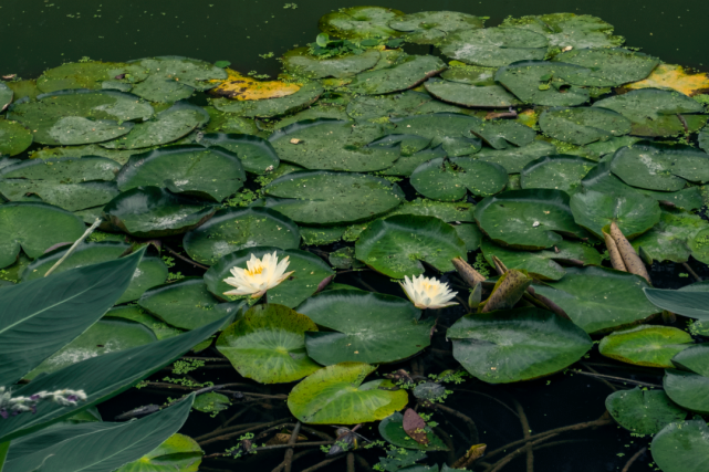 松江这条滨河花路花开正好 来走走吗 斗草