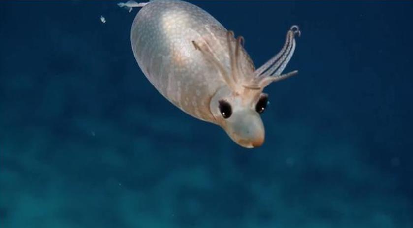 老鼠|有趣的生物们，原来犀牛也会路痴，迷路后就会发出老鼠般的声音