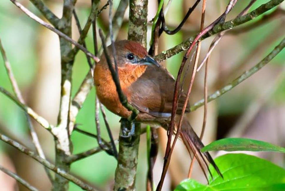 娃娃鱼|天下奇物—4种生物，世界上最大的娃娃鱼2米左右，海星吃动物方式奇葩