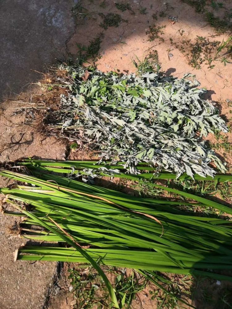 端午节必须去扯艾草啊,必须当天哦,一把艾草,一把菖蒲,留给宝宝洗澡用