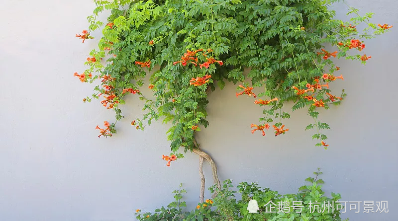一千万的罗汉松值钱吗