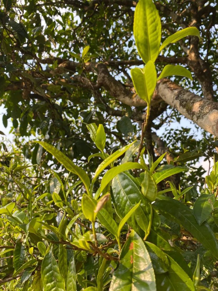 【春茶预售】2022年布朗古树头春,饱满甜润入心头,口粮茶的不二之选