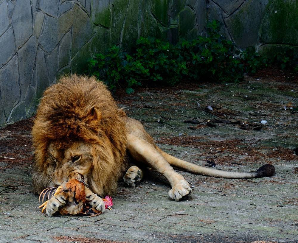 贵阳最大野生动物园,不是黔灵山动物园,很多人没去过