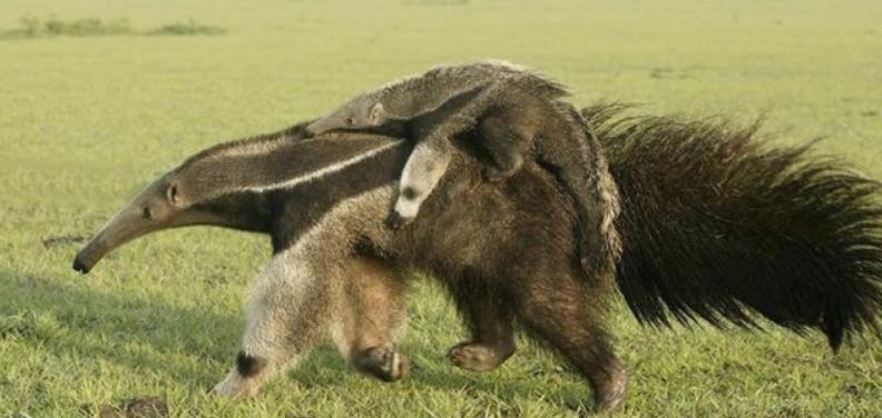 大猩猩|有趣的5种生物，大猩猩会见义勇为，即便不会游泳，也会去救落水伙伴