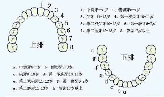 大連齒醫生口腔科普兒童牙齒問題多家長們一定要知道7個問題