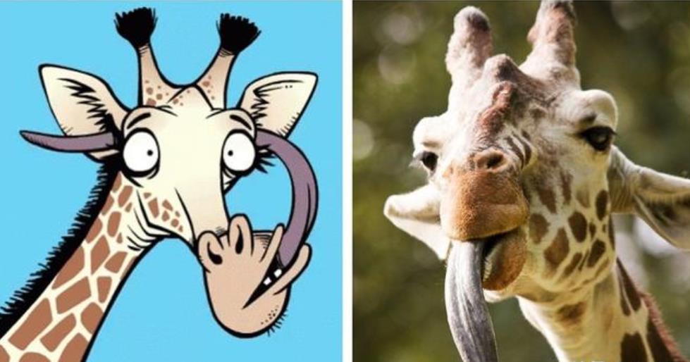 娃娃鱼|天下奇物—4种生物，世界上最大的娃娃鱼2米左右，海星吃动物方式奇葩