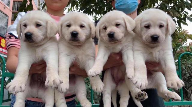 繁殖犬 悲剧的一生 无间断繁殖导致子宫脱落 请拒绝纯种狗 腾讯新闻