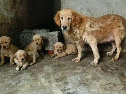 繁殖犬 悲剧的一生 无间断繁殖导致子宫脱落 请拒绝纯种狗 腾讯网