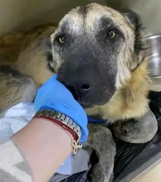 繁殖犬 悲剧的一生 无间断繁殖导致子宫脱落 请拒绝纯种狗 腾讯新闻