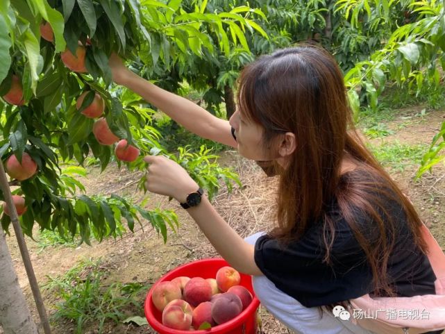 端午假期:采摘园里"桃"醉人 田园风光无限好