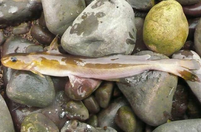 黑龙江渔民捕获巨型黄颡鱼重三斤半米长