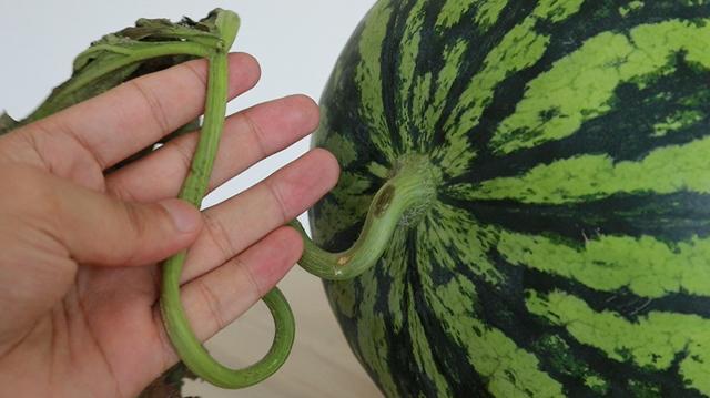 吃了20多年西瓜才知道,挑瓜要看这5点,买到的香甜又好吃