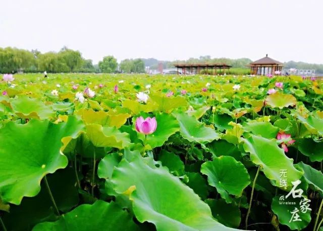 端午佳节小荷初绽,石家庄植物园满园都是夏天的味道