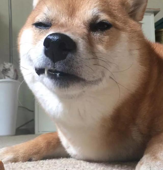 我寻思着一只狗能有多拽,直到看到了这只柴犬