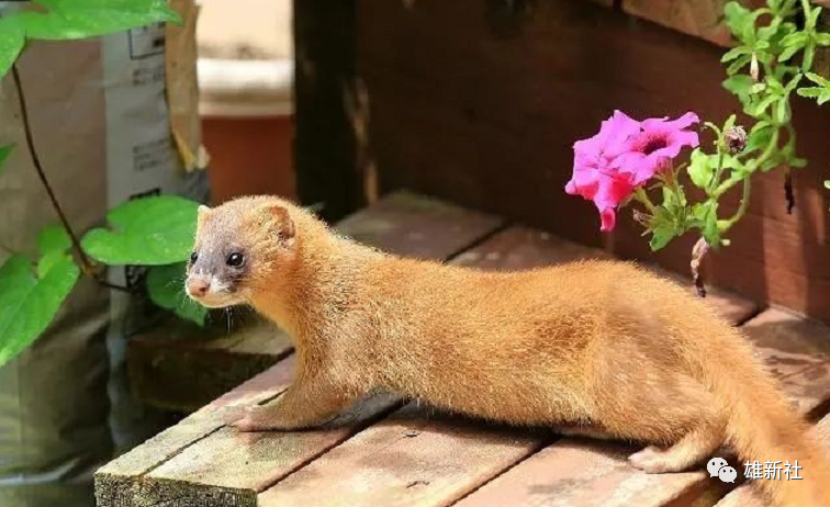 黄鼬学名黄鼠狼.