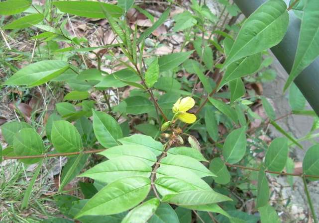 农村这野生植物 能让蛇虫改道 药用价值逐渐普及 数量却在减少 腾讯网