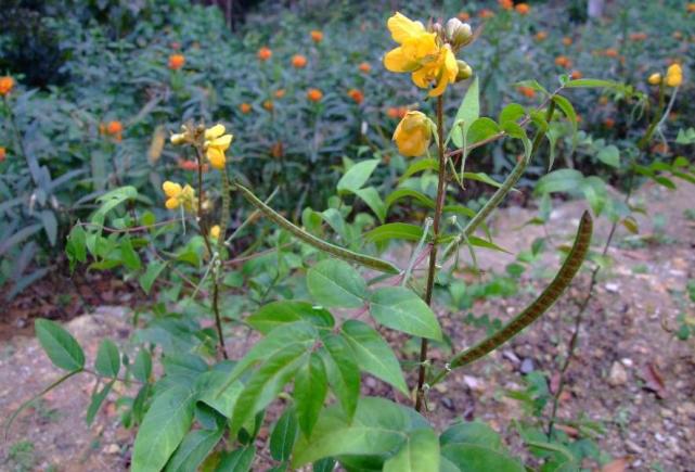 农村这野生植物 能让蛇虫改道 药用价值逐渐普及 数量却在减少 腾讯网