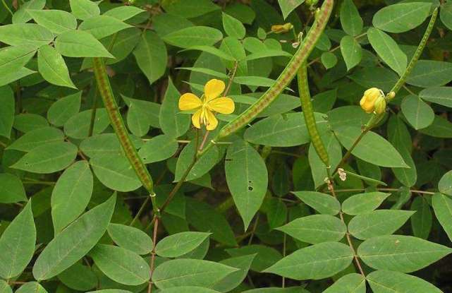 农村这野生植物 能让蛇虫改道 药用价值逐渐普及 数量却在减少 腾讯网