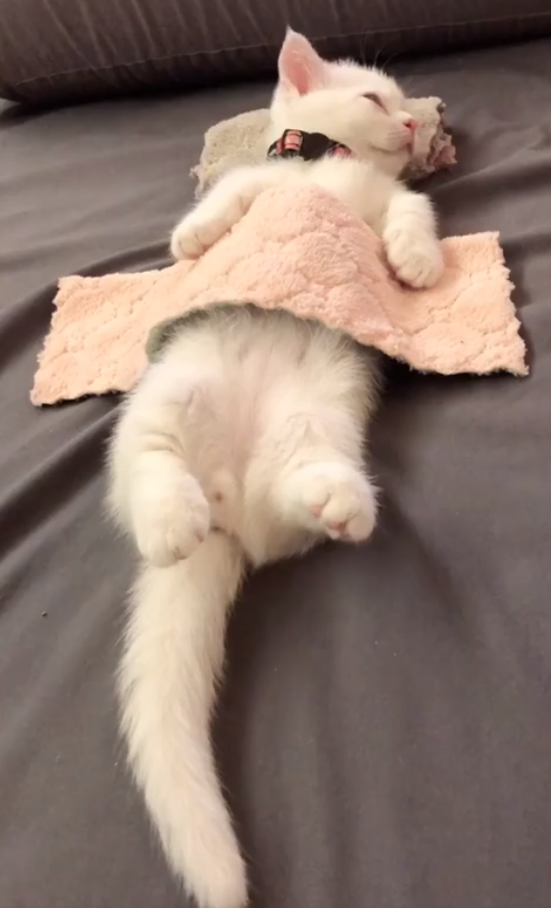 小猫咪盖着被子呼呼大睡,粉嫩小短腿把人融化,太可爱了