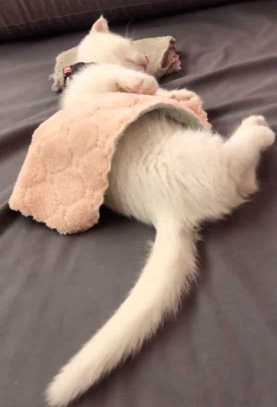 小猫咪盖着被子呼呼大睡粉嫩小短腿把人融化太可爱了