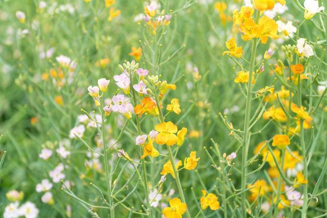 安徽有个县的油菜花与众不同 是 七彩 油菜花 你有见过吗 腾讯新闻