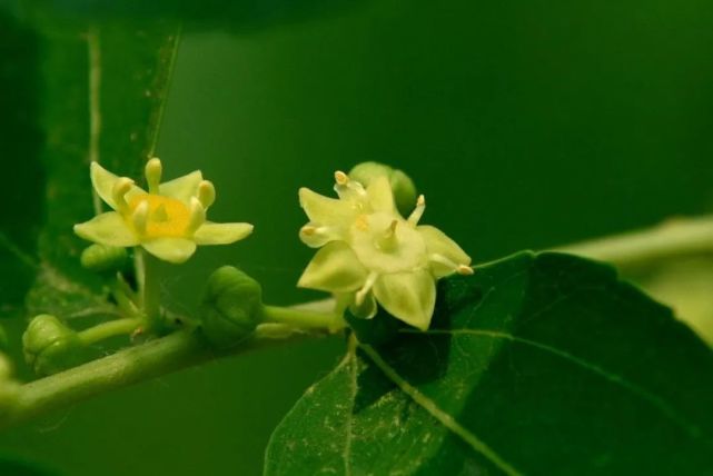 纤纤枣花惹蜂忙 枣花 枣树 蜜蜂