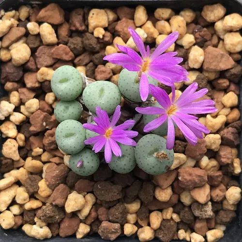 植物摄影,拍摄宛如"樱桃小口"的多肉小红嘴,试试3个技巧