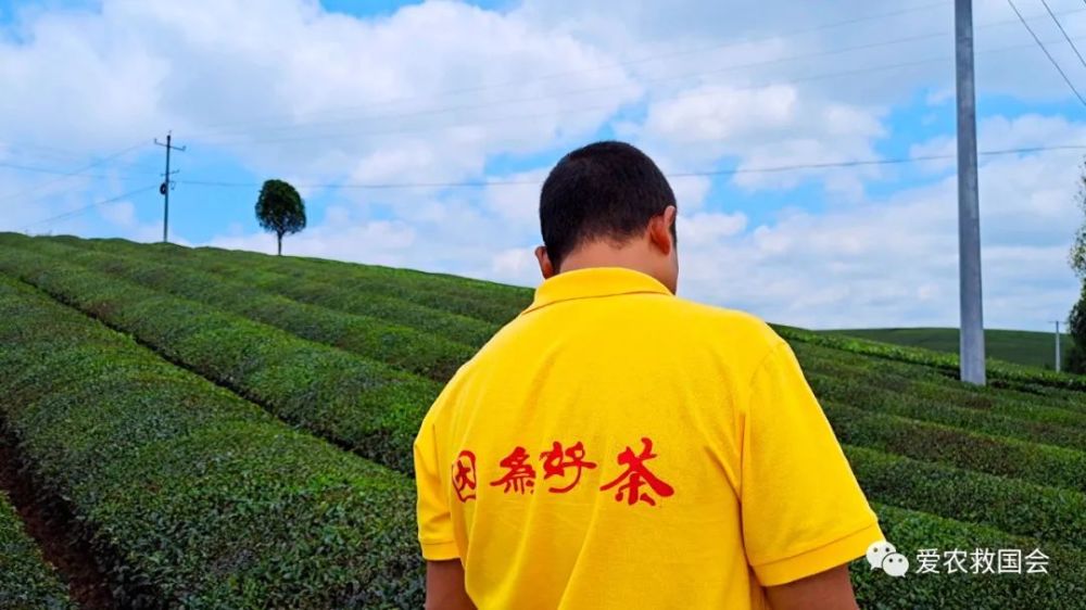 生物学|茶红素的生物学活性