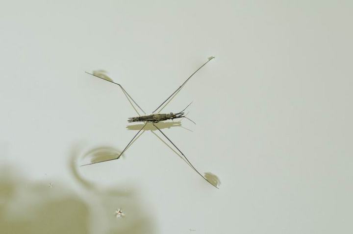 中国学者曾在《自然》杂志上发表文章指出,在水黾的腿面上有数千根同