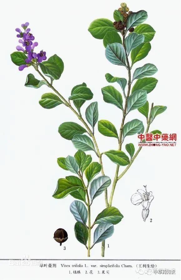 中藥材蔓荊子單葉蔓荊