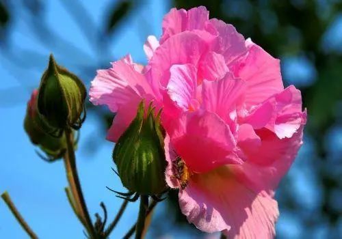木槿花是篱笆花 还有这么多诗人喜爱 槿花 朱槿花 木槿花 花卉