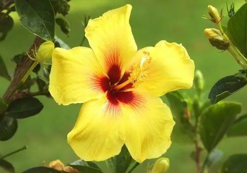 木槿花是篱笆花 还有这么多诗人喜爱 槿花 朱槿花 木槿花 花卉