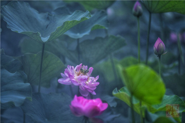 清风送爽荷香飘溢快去人民公园赏荷花吧